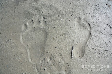 A footprint in the mud of a grizzly bear paw and a human footprint.