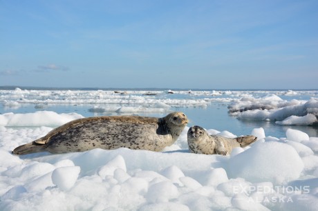 A mother harbor seal and her pup rest on an iceberg in Icy Bay, Wrangell-St. Elias National Park and Preserve, Alaska.