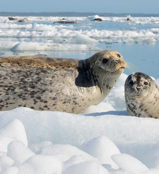 Alaska sea kayak vacation Icy Bay Harbor seals Alaska.