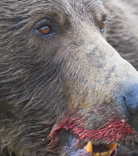 The face of an Alaska brown bear, marked with blood from a fresh Salmon. Katmai National Park, Alaska.