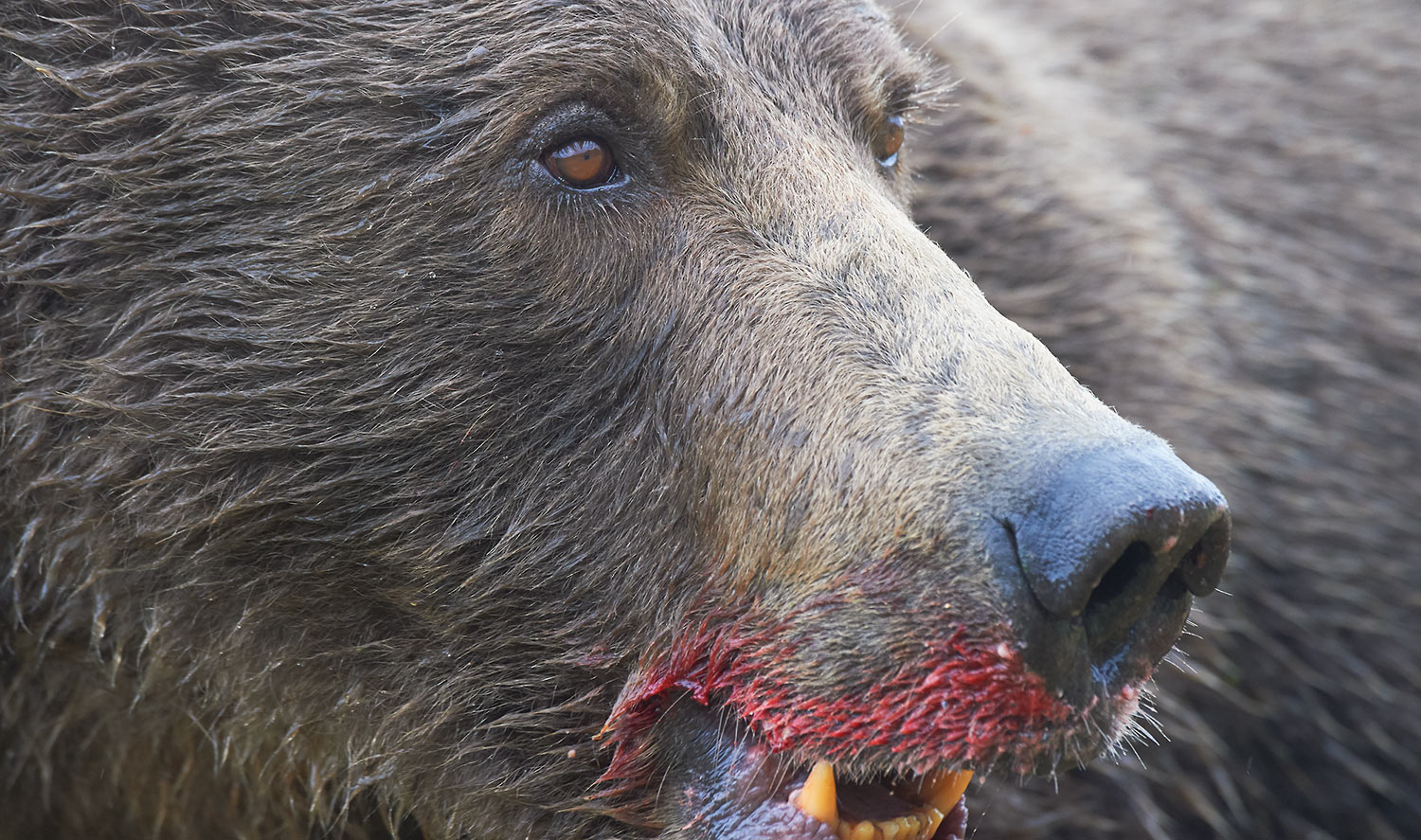 The face of an Alaska brown bear, marked with blood from a fresh Salmon. Katmai National Park, Alaska.