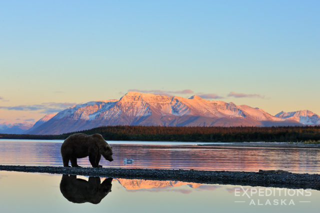 Brown bear and reflection