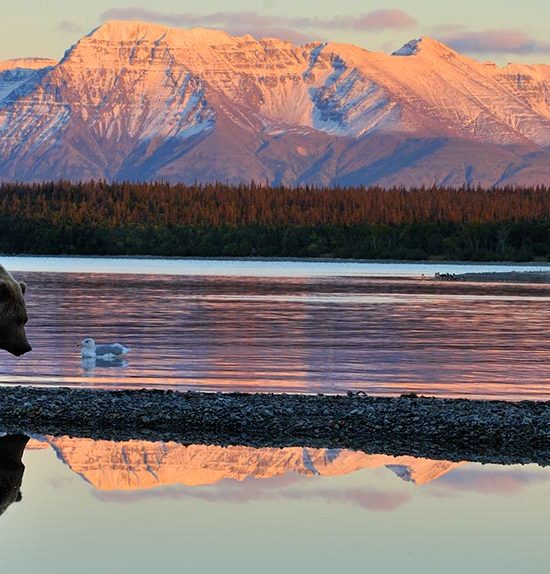 Katmai National Park brown bear and reflection Katolinat Mountain, Alaska.