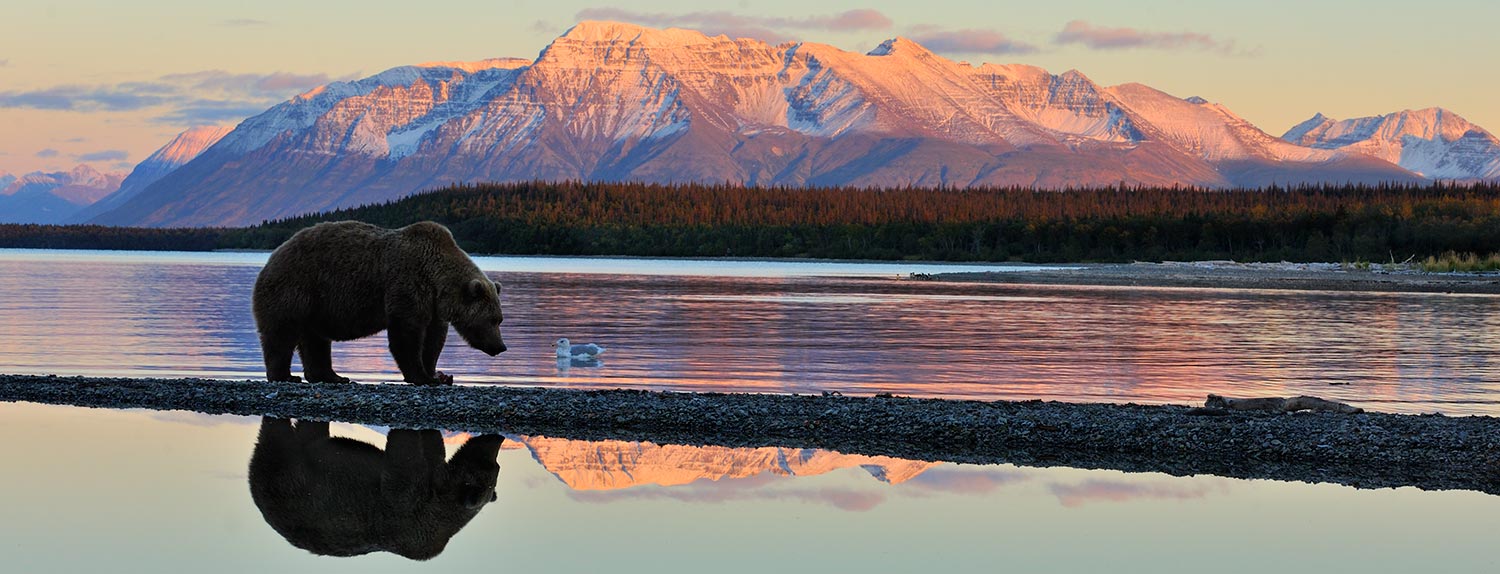 Katmai National Park brown bear and reflection Katolinat Mountain, Alaska.