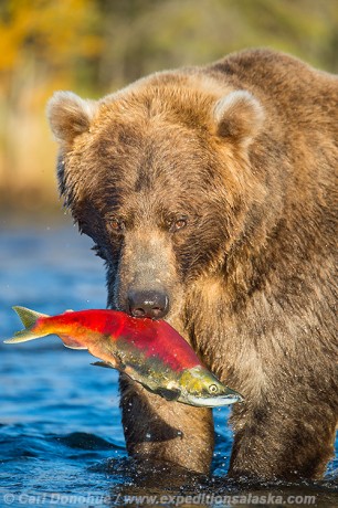 A mature male Alaska brown bear carries a bright red Sockeye Salmon by the dorsal fin, in Katmai National Park and Preserve, Alaska.