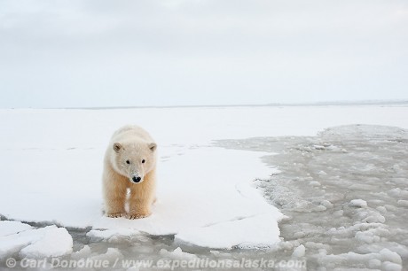 A young polar bear cub cautiously approaches over the slush ice and snow of the Beaufort Sea, Arctic National Wildlife Refuge, Alaska. 
