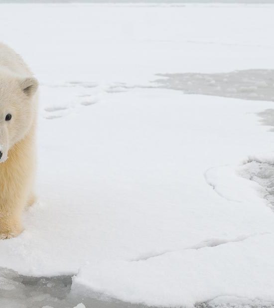 Alaska polar bear trips ANWR Arctic National Wildlife Refuge Alaska.