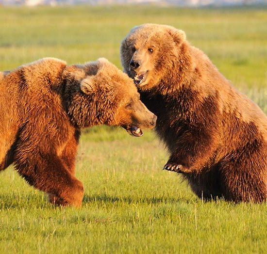 Grizzly bear Alaska photo tours Katmai National Park.