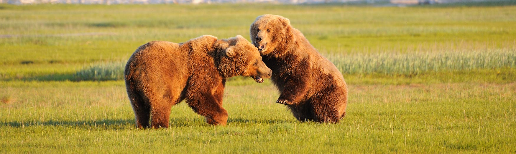 Grizzly bear Alaska photo tours Katmai National Park.