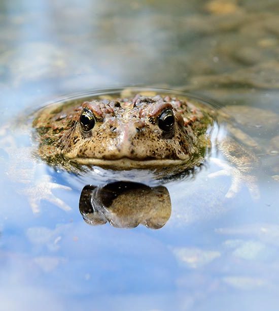 Lost Coast Hiking trip Wrangell-St. Elias National Park Alaska toad.