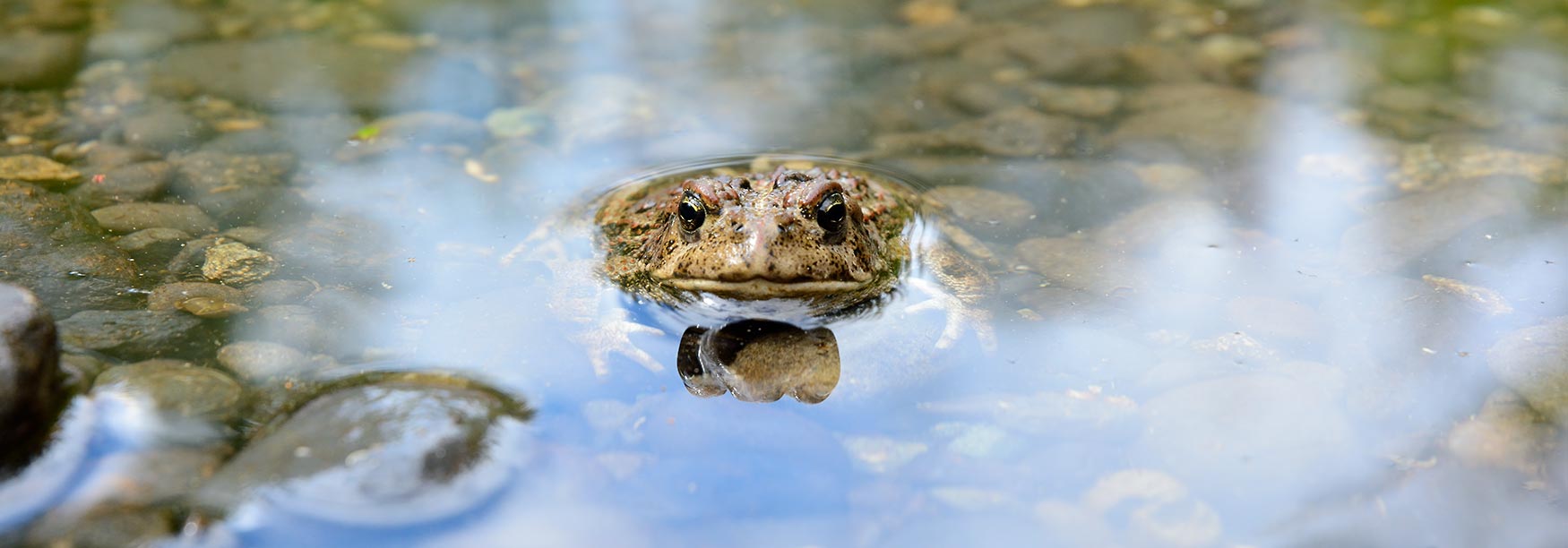 Lost Coast Hiking trip Wrangell-St. Elias National Park Alaska toad.