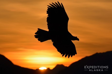 A soaring bald eagle silhouetted against a gorgeous Alaska sunrise.
