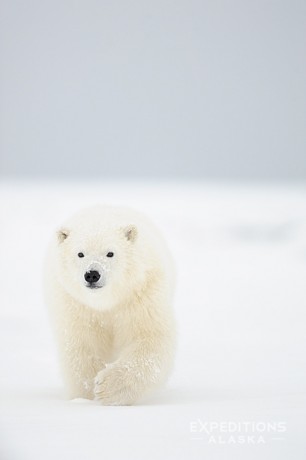 A cub of the year, approximately 8-9 months of age, walks toward the camera over the fresh snow of arctic Alaska. Polar Bear (Ursus maritimus), Arctic National Wildlife Refuge, ANWR, Alaska.