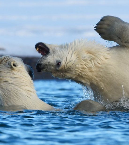 Alaska polar bear photo tours ANWR Alaska.