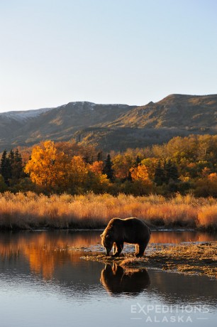 A young grizzly bear, or brown bear, takes a drink early in the morning, fall (autumn) (Ursus arctos) Katmai National Park and Preserve, Alaska.