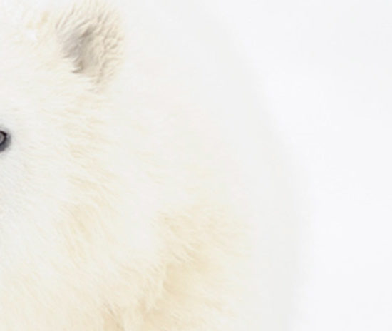 polar bear cub face, ANWR, Alaska.