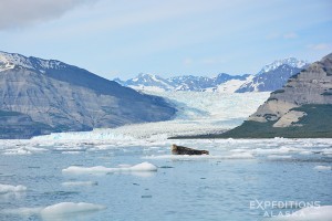 Icy Bay is home to several thousands Harbor Seals. This one is hauled out on an iceberg in front of Yahtse Glacier.