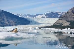 harbor seal sits on a iceberg haulout in Icy Bay.