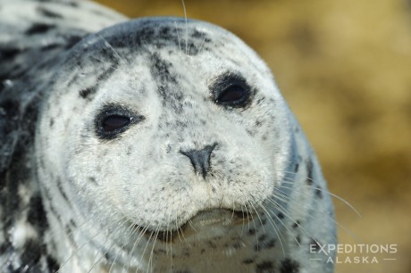 Harbor Seal (Phoca vitulina), Alaska