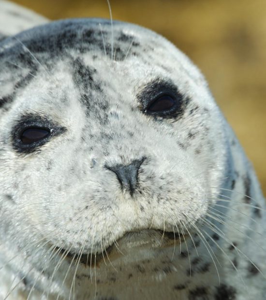 Harbor seal, Katmai Coast, Katmai National Park, Alaska.