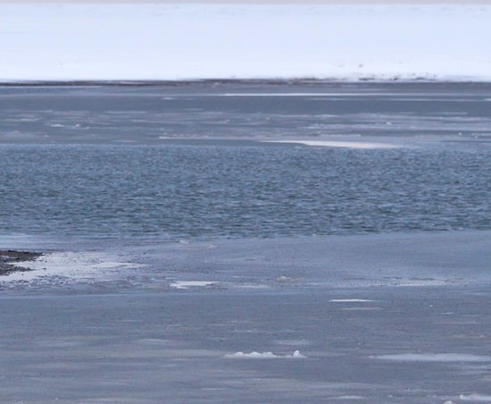 Polar bear resting on ice, ANWR, Alaska.