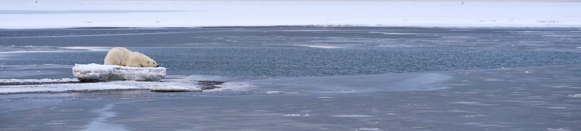 Polar bear resting on ice, ANWR, Alaska.