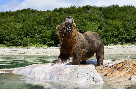 An adult brown bear feeds on top of a floating whale carcass off the coast of Katmai National Park, Alaska.