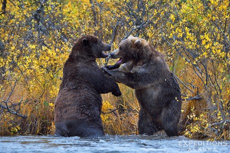 2 large adult male brown bears stand and wrestle at the river's edge, backed by some nice fall color.
