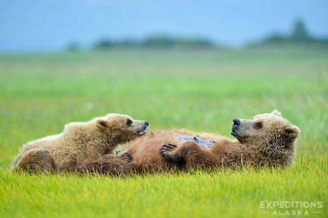 A brown bear sow nurses her year old cub (one of 2) on the sedge grass flats at Hallo Bay, Katmai National Park, Alaska.