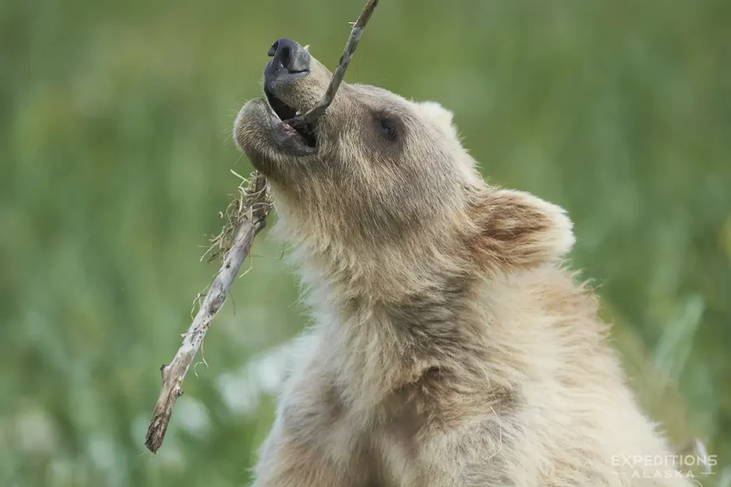 Brown bear cub chewing on a stick at Hallo Bay.