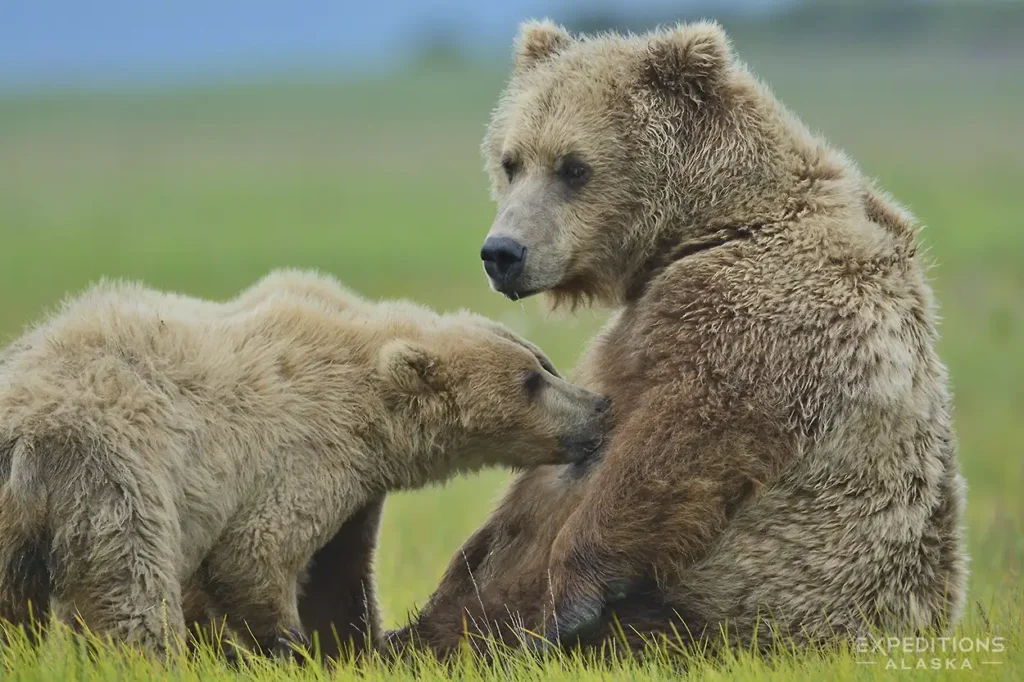 Twin brown bear cubs nursing from their sow mother in Hallo Bay, Katmai National Park, Alaska.