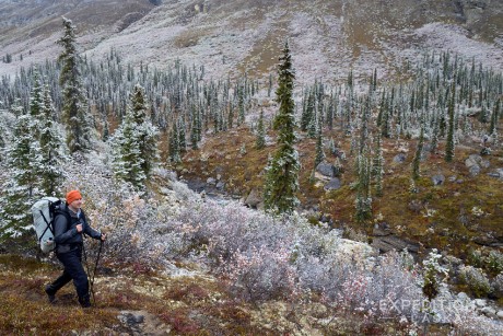 Fresh snow covers the boreal forest of Arrigetch Creek, near Arrigetch Peaks, in Alaska's Gates of the Arctic National Park. Brad's enjoying (at this point) a great day of hiking. :) 