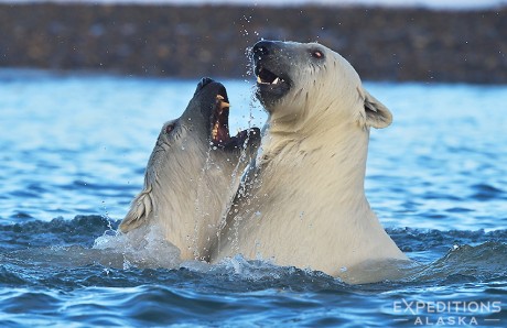 2 young polar bears, siblings, wrestling in the water. We were super lucky to enjoy this show they put on, lasted nearly an hour. Arctic National Wildlife Refuge, Alaska.