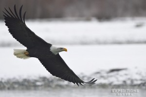 A bald eagle banking around and coming in for a Chum salmon on the Chilkat River, near Haines, Alaska.