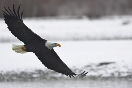 A mature bald eagle flies right by the camera, wings spread wide as he focuses on the fish in front of him. 