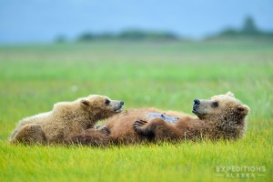 brown bear cub nursing from sow, Alaska.