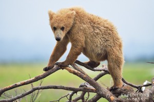 brown bear cub climbing on tree, Hallo Bay, Alaska.