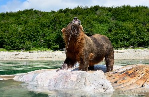 A brown bear stands on a drifting whale carcass (Fin whale) and tears at the carcass. Kiniak Bay, Katmai National Park, Alaska.