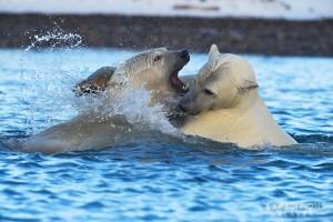 Polar bears play fighting, Beaufort Sea, Alaska.