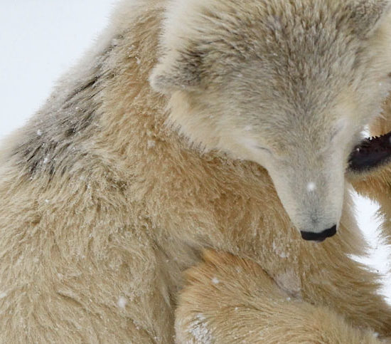 polar bear cubs playing and westling on ice, Arctic National Wildlife Refuge, ANWR, Alaska.