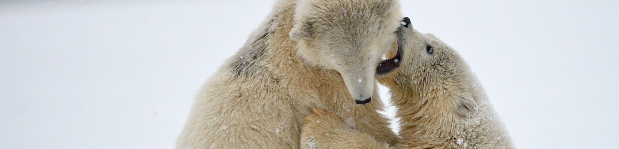 polar bear cubs playing and westling on ice, Arctic National Wildlife Refuge, ANWR, Alaska.