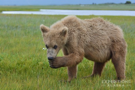 A cute young brown bear cub strolls by, Katmai National Park, Alaska.