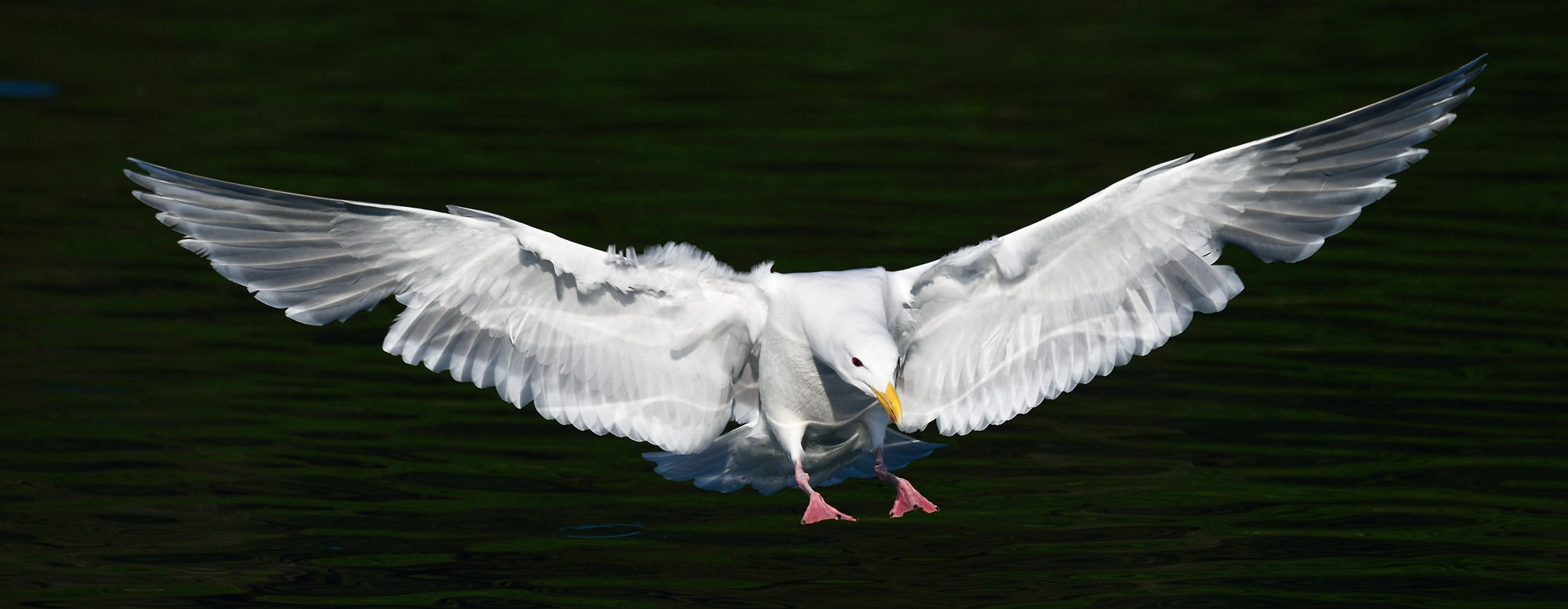 Gull landing, Prince William Sound, Alaska.