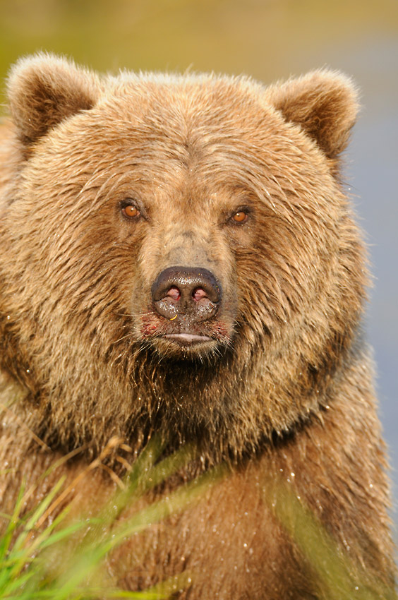 Alaska grizzly bear photos young baer cub Katmai Park, Alaska.