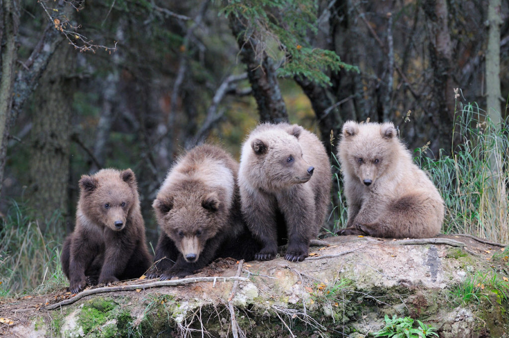 Alaska grizzly bear photos 4 bear cubs Katmai.