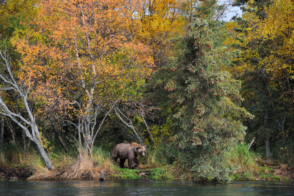 Young brown bear and fall color.