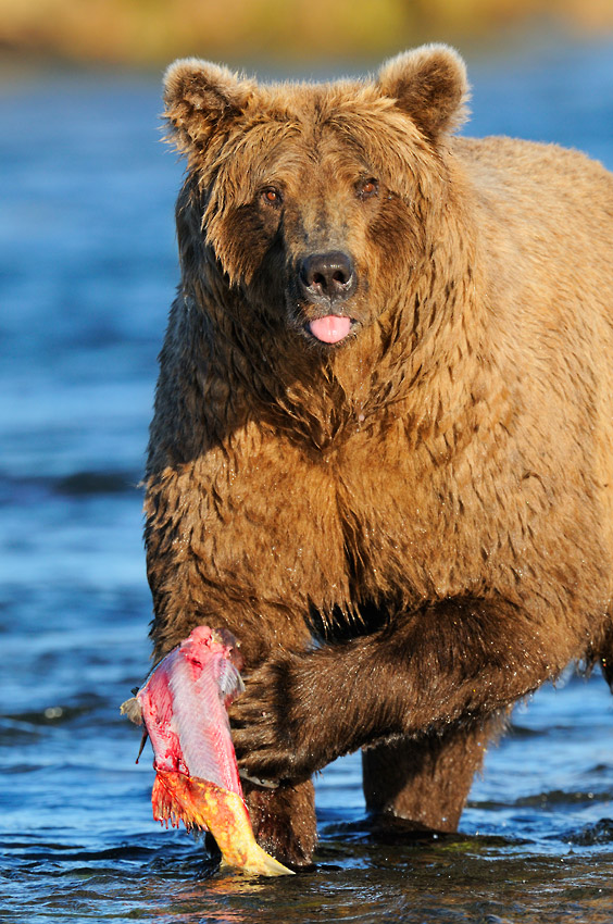 Alaska grizzly bear photos bear with salmon Katmai National Park.