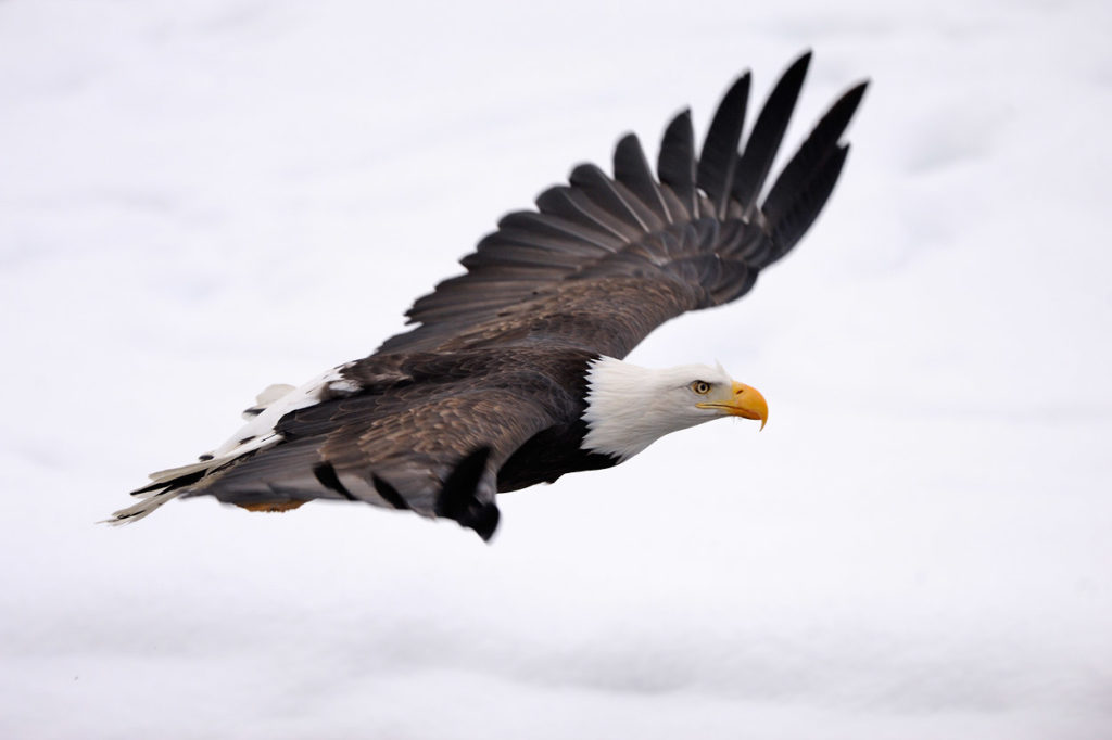 Bald eagle photo mature adult soaring, Chilkat River, Alaska.
