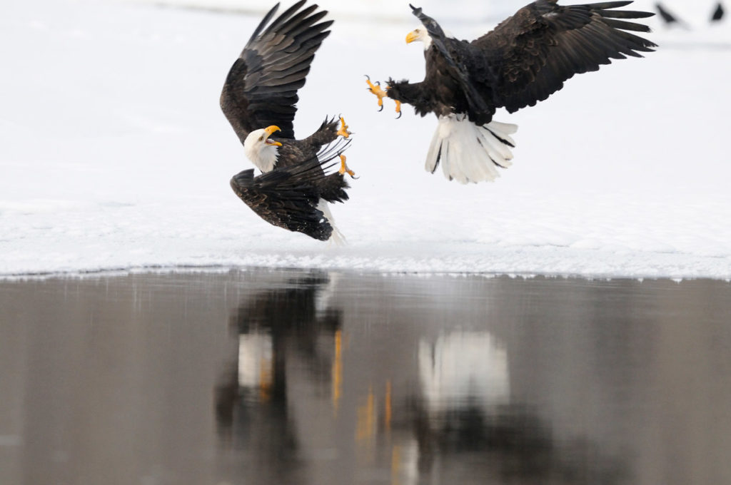 Bald eagle photos two adult eagles fighting.
