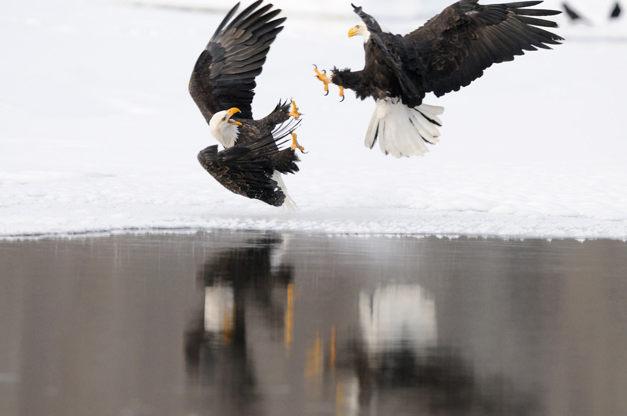 Bald eagles photos | eagle images | Photos bald eagles fighting in Alaska